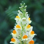 Snapdragon - cultivare, soiuri, fotografii de flori de faringe leu, flori preferate