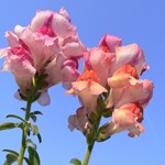 Snapdragon - cultivare, soiuri, fotografii de flori de faringe leu, flori preferate