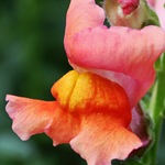 Snapdragon - cultivare, soiuri, fotografii de flori de faringe leu, flori preferate