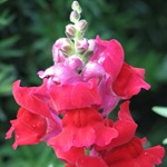 Snapdragon - cultivare, soiuri, fotografii de flori de faringe leu, flori preferate