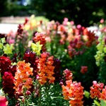 Snapdragon - cultivare, soiuri, fotografii de flori de faringe leu, flori preferate