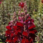 Snapdragon - cultivare, soiuri, fotografii de flori de faringe leu, flori preferate