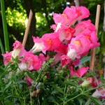 Snapdragon - cultivare, soiuri, fotografii de flori de faringe leu, flori preferate