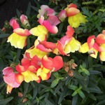 Snapdragon - cultivare, soiuri, fotografii de flori de faringe leu, flori preferate