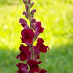 Snapdragon - cultivare, soiuri, fotografii de flori de faringe leu, flori preferate