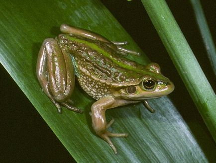 Frog-cucul trage cu mama mea