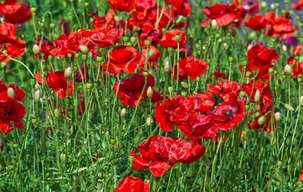 Poppy ültetés és gondozás, a fajok és fajták, fotó (mák ültetés) Poppy ültetés és gondozás, a fajok és fajták, fotók