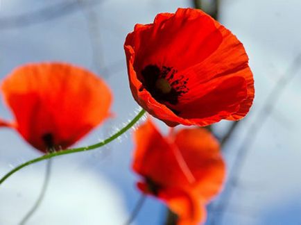 Poppy ültetés és gondozás, a fajok és fajták, fotó (ellátás) Poppy ültetés és gondozás, a fajok és fajták, fotók