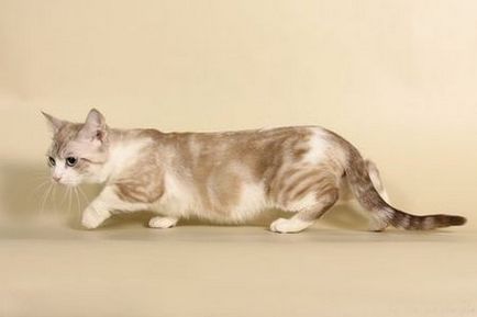 Munchkin - o pisică pe picioare scurte, pisici, pisici și pisoi - fără șoarece!