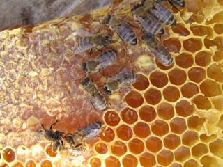 Masivele albine dispar, nu doar asta