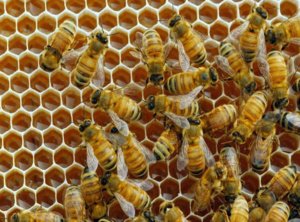 Мед з коріандру (кінзи) склад і корисні властивості продукту