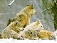 Мексиканський вовк, мексиканський вовк (canis lupus baileyi), ареал опис окрас розмір вага маса