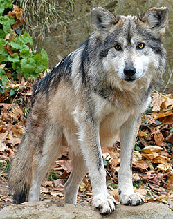 Mexikói farkas, mexikói farkas (canis lupus baileyi), a leírás a színes terület méretét tömeg tömeg