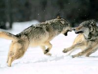 Mexikói farkas, mexikói farkas (canis lupus baileyi), a leírás a színes terület méretét tömeg tömeg