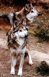 Mexikói farkas, mexikói farkas (canis lupus baileyi), a leírás a színes terület méretét tömeg tömeg