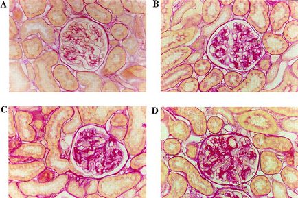 Microscop pentru histologie