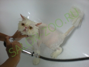 Миття, вичісування кішок, миємо й вичісувати кішок в Реутова недорого