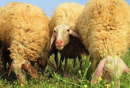 Молочні породи овець