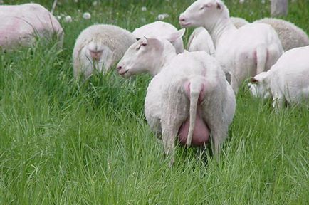 Молочні породи овець
