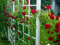 Молодило (кам'яна троянда) в дизайні саду посадка, догляд і сорти - my life