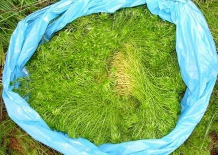 Moss sphagnum în cazul în care crește, utilizați pentru plante de interior