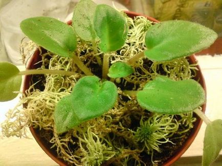 Moss sphagnum în cazul în care crește, utilizați pentru plante de interior