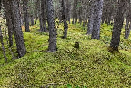 Moss sphagnum în cazul în care crește, utilizați pentru plante de interior