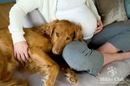 Чи можна тримати собаку вагітним