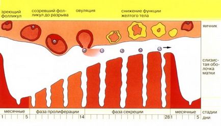 Чи можна видаляти зуб під час місячних лікувати зуби в критичні дні