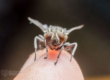 На що злітаються мухи виявляється, на рак!