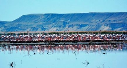 Pe lac, cuibul de flamingo