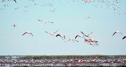 Pe lac, cuibul de flamingo