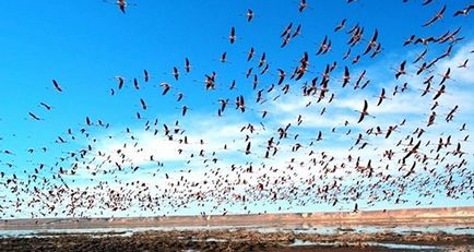 Pe lac, cuibul de flamingo