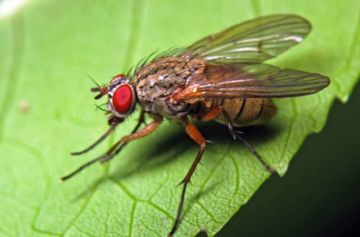 Напад цибулевої мухи