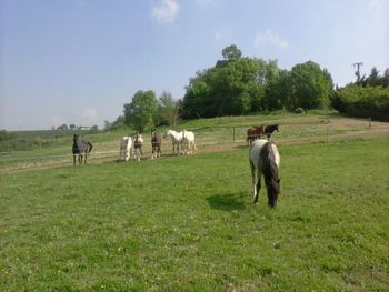 Paradisul nostru din Levada, pregătire fericită a cailor