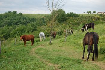 Paradisul nostru din Levada, pregătire fericită a cailor