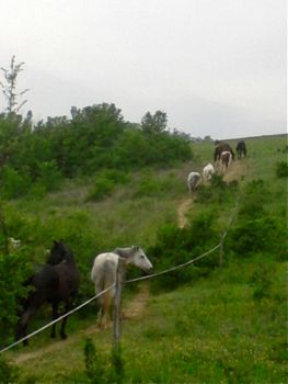Paradisul nostru din Levada, pregătire fericită a cailor