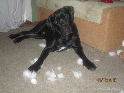 Talált Cane Corso