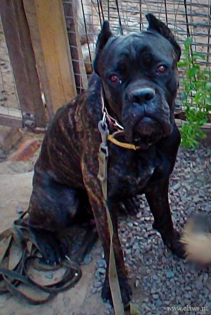 Talált Cane Corso