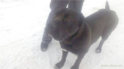 Talált Cane Corso