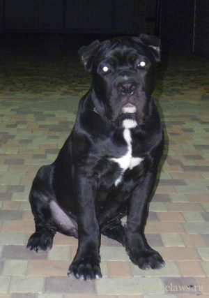 Talált Cane Corso