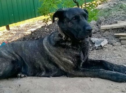 Talált Cane Corso