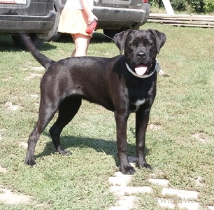 Talált Cane Corso