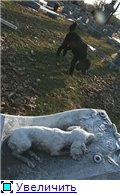 Unele monumente pentru cei mai renumiți câini)), câinii au servit o persoană credință și adevăr înăuntru