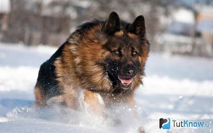 Німецька вівчарка опис породи собак, ціна цуценят