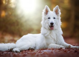Німецька вівчарка опис породи собак, ціна цуценят