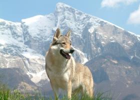 Німецька вівчарка опис породи собак, ціна цуценят