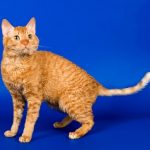 Німецький рекс кішка фото і опис породи, ціна і де купити кращий розплідник котів і кошенят, котізм