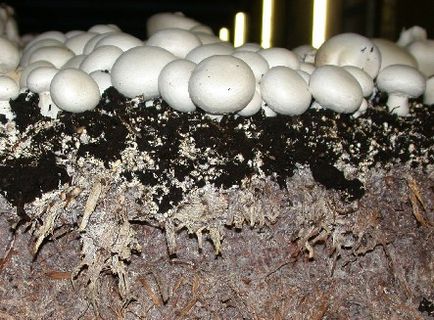 Устаткування для вирощування грибів