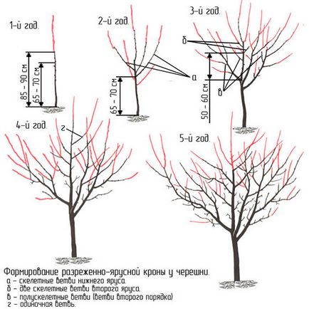 Cireșele de cusut pentru începători în primăvară - cum se face corect